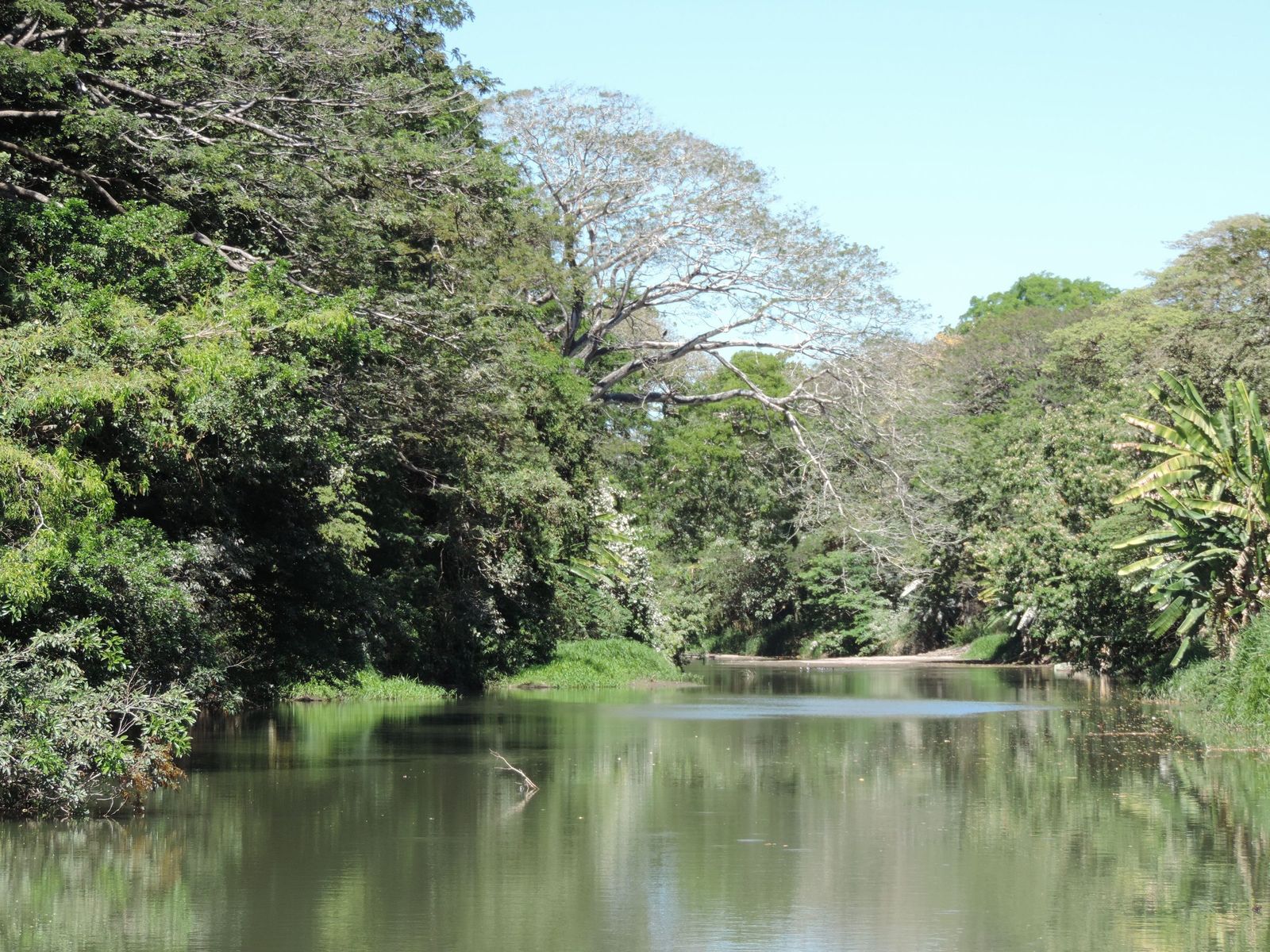 Bosque tropical seco a la orilla de un río en las áreas de conservación