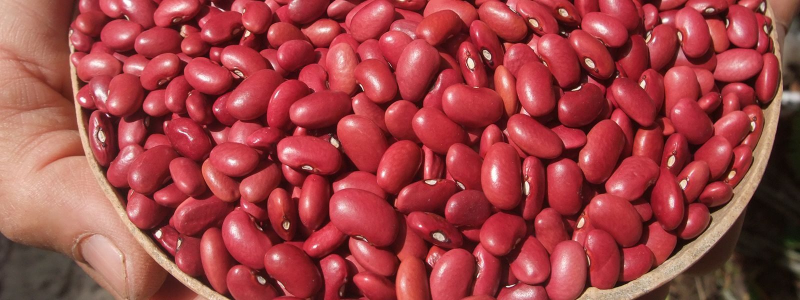 Frijoles rojos en grano