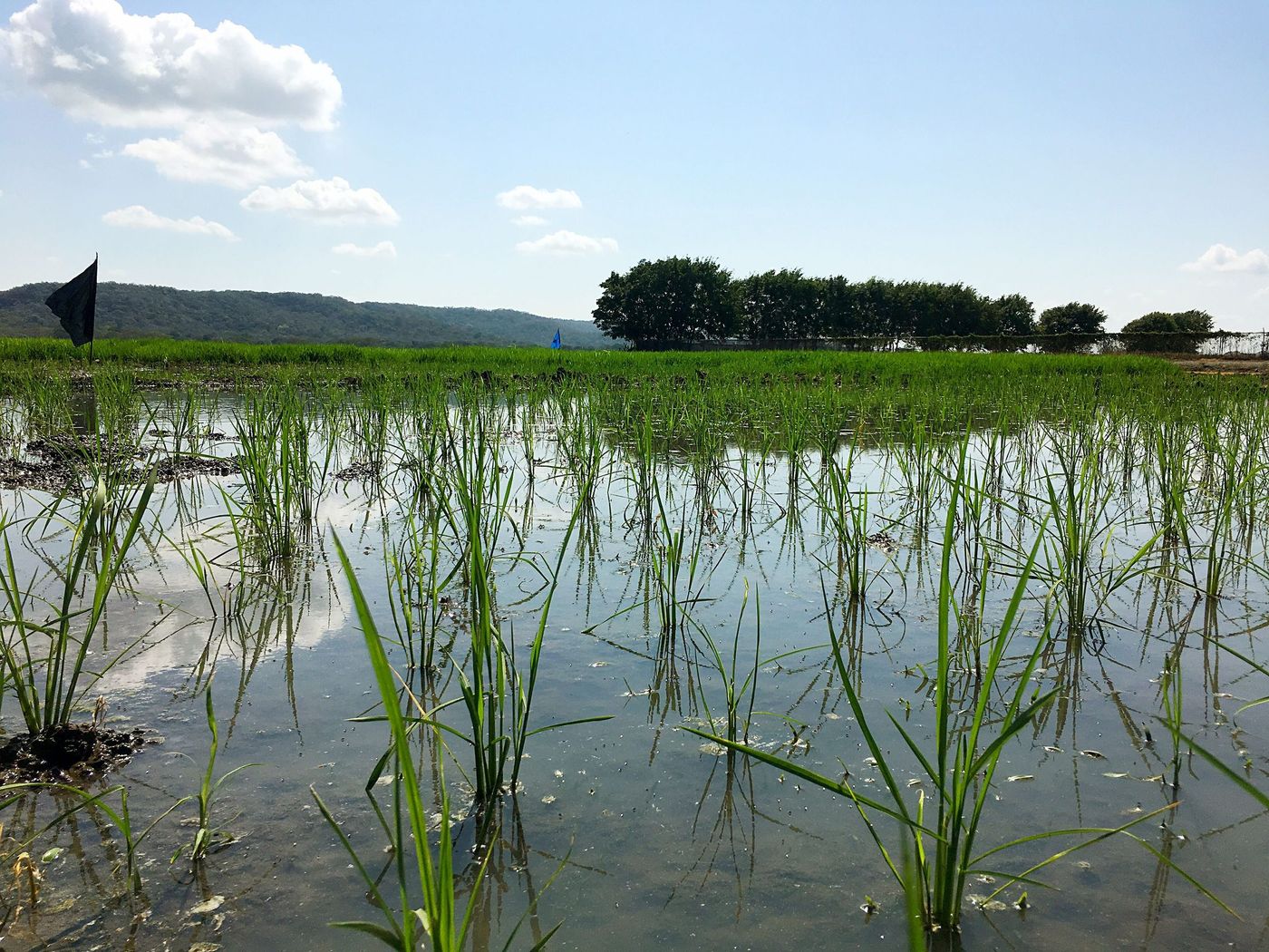 Parcelas de arroz inundadas con plantas jóvenes
